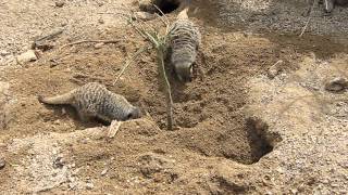 Meerkats digging [upl. by Anitsim]