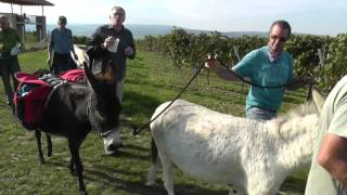 Eselwandern auf dem Laurenziberg GauAlgesheim [upl. by Mcquoid]