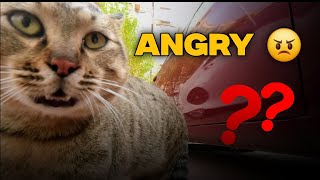 The Angriest Cat Youve Ever Seen [upl. by Aikrahs]