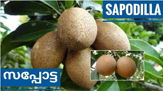 Sapodilla  Propagation  How to Care Sapota  Manual Pollination  How to Identify Ripe Sapota [upl. by At207]