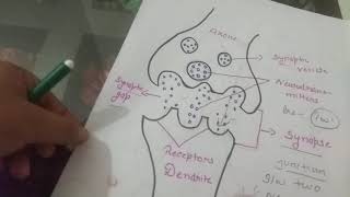 Easy way to learn Steps of Neurohumoral transmission bpharmacy dpharmacy onlineclasses gpat [upl. by Akire]