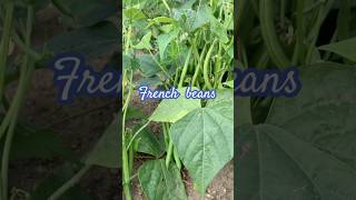 FRENCH BEANS PICKING  FRESHLY COOKED  shorts life farm london philippines [upl. by Herr]