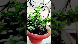 crassula plant lucky plant trendingshorts  Kuber plantnature [upl. by Solis]