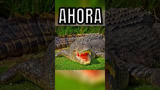 ANIMALES PREHISTORICOS QUE EXISTEN A DIA DE HOY 🐢😱 youtubeshorts youtube shorts [upl. by Nabla]