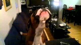 My Boxer singing sadly to my harmonica for the first time  sooo cute [upl. by Eniahpets]