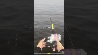 Trophy Shorthorn Sculpin russianfishing4spots rf4 russianfishing4 [upl. by Milore390]