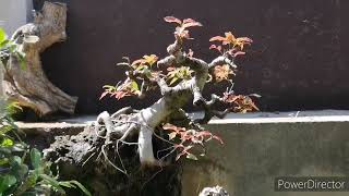 Rock clasping bonsai  red balete  bonsai trees for beginners [upl. by Emmuela]