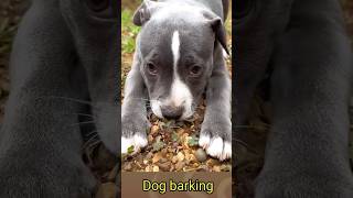 Dog barking sounds for dogs 🐕155kviralshorts [upl. by Royal]