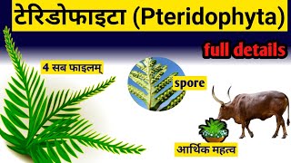 Pteridophytes in hindi  pteridophytes classification and general characters [upl. by Yuk]