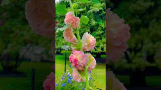 Chaters Double Hollyhock in full bloom  What’s blooming in Jun Garden  Zone 6B BGH [upl. by Anear598]