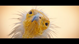 The Vulture  Socotra Island from above [upl. by Jaquenetta]