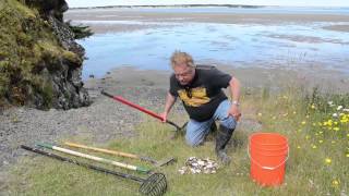 Lincoln City Clamming  Learn To Clam at Siletz Bay Softshell and Purple Varnish Clams [upl. by Aneahs]