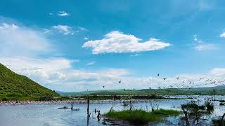 Lake Bogoria Hannington National Reserve Park Great Rift Valley Flamingos Pink Mountain Hot Springs [upl. by Retsevlis]