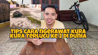 Cara Merawat Kura  Kura Hamiltoni [upl. by Lleral]