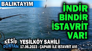 Yeşilköy Sahili Haziran 2023  Çapari ile İstavrit Avı  İstanbul Balık Avı  BALIKTAYIM [upl. by Francis]