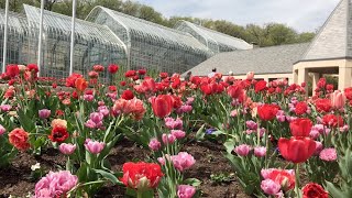 Tulips at Lauritzen Gardens in Omaha Nebraska [upl. by Mateusz75]