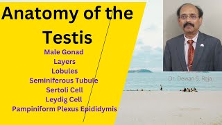 Anatomy of Testis [upl. by Adelice]