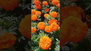 MARIGOLD FLOWER FARMING IN INDIAN MARIGOLD FLOWER 🌼 GROWING MARIGOLDS [upl. by Aillij776]