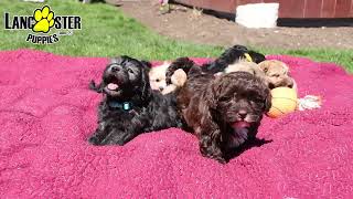 Cuddly Shihpoo Puppies [upl. by Nolat]