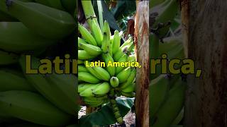 Plantains The Global Tropical Staple [upl. by Wiley770]