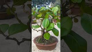 Ficus benghalensis [upl. by Blainey]