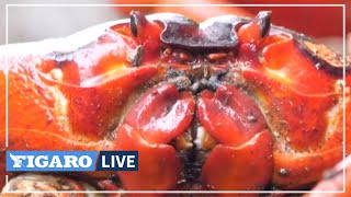 🔴Des millions de CRABES traversent les routes dune île australienne lors de leur migration 🦀 [upl. by Anwahs549]