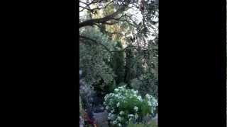 John Stefanidis Garden on the Greek Island of Patmos [upl. by Oruam967]