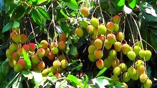 Famous Bombai Litchu Lychee Tree With Many Litchi Fruits [upl. by Erminie]