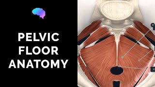 Pelvic Floor Anatomy 3D Anatomy Tutorial  UKMLA  CPSA [upl. by Aikmat]