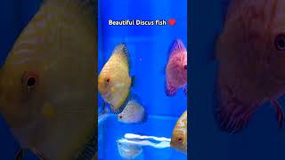 Imported discus fish available ♥️aquarium fishtank fish tricks discus shorts [upl. by Anua]