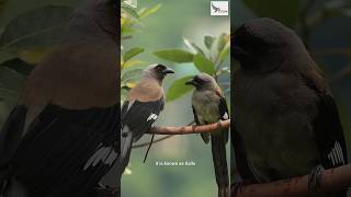 A Grey Treepie from the Himalayan region of Uttarakhand [upl. by Pepin]