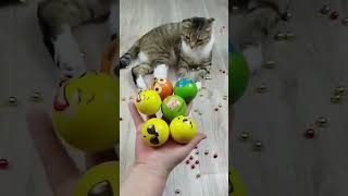 Cat barsik reverse video ASMR billi catvideos [upl. by Bolte]