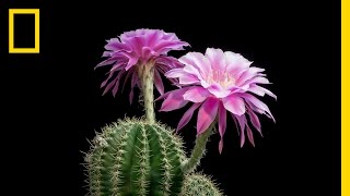 TimeLapse Beautiful Cacti Bloom Before Your Eyes  Short Film Showcase [upl. by Yebot]