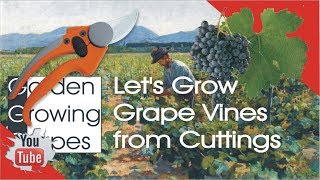 Lets Grow Grape Vines from Cuttings [upl. by Ynohtnanhoj265]