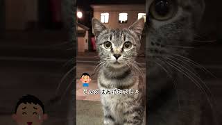 CS317 何かを訴える子猫 猫動画 [upl. by Aisatnaf]