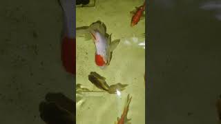 Fi fish guppy aquarium fishing tamil trend [upl. by Lleuqar516]