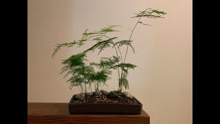 Creating a landscape bonsai using Plumosa Fern Asparagus Plumosus [upl. by Ramgad]