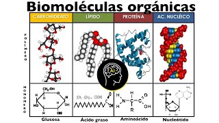 Biomoléculas presentes en células orgánicas carbohidratos lípidos proteínas y ácidos nucleicos [upl. by Amalee]