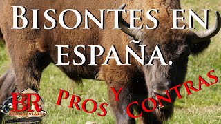 El bisonte Bison bonasus en España Pros y contras de su introducción [upl. by Dazhahs442]