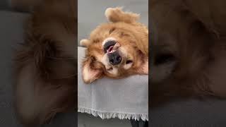 dog funny comedy cute pets funnydog golden retriever [upl. by Eycats]