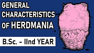 General Characters of Herdmania  Urochordata  BSc2nd year  Zoology Point [upl. by Fauver]