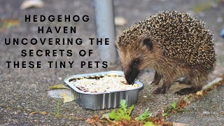 Hedgehog Haven Uncovering the Secrets of These Tiny Pets [upl. by Clothilde]