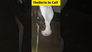 Theileria In Calfddramawat shortvideo [upl. by Neilson321]