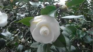 CAMELIA BLANCA Camellia japonica quotAlba plenaquot wwwriomoroscom [upl. by Yldarb572]