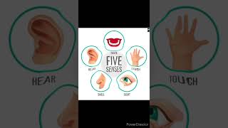 five senses dailyshorts senseorgan science medicalstudent humananatomypharmacy pharmascience [upl. by Tlevesor]