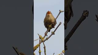 The Eurasian Wrens Enthusiastic Song  Bird Sounds shorts [upl. by Ohaus]