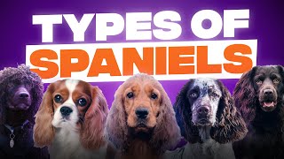 10 Different Types of Spaniels [upl. by Vivien28]