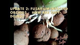 Fusarium update 2 [upl. by Launam]