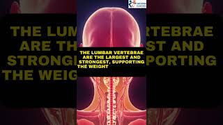 Lumbar Vertebrae The Backbones Powerhouse Supporting Upper Body Weight 💪 LumbarVertebrae [upl. by Heisser546]