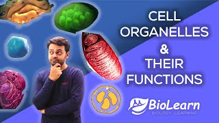 CELL ORGANELLES AND THEIR FUNCTIONS  Cell Organelles 2023 Video  Class 9 Biology ICSE  BioLearn [upl. by Ynohtnad774]